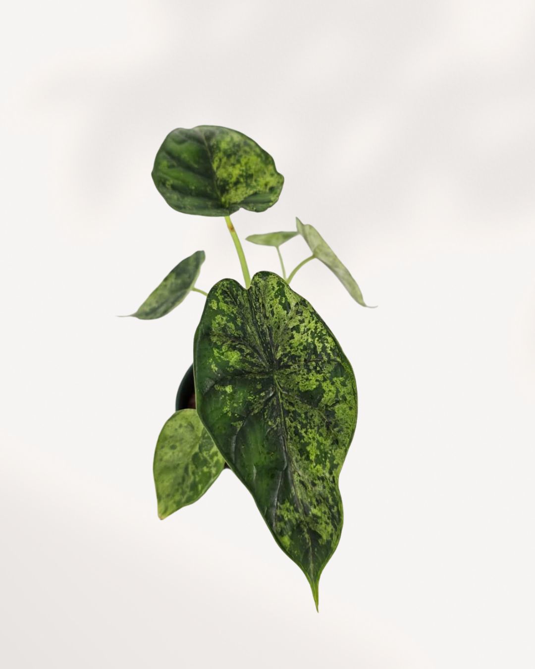 Alocasia Dragon Scale Mint 4 inch potted plant, elegant tropical foliage for home or office décor, available online mygraenscape.com