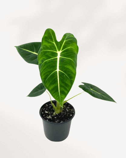 Alocasia Frydek in a small pot