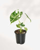 Alocasia Frydek Variegated 3.5" Pot - Small
