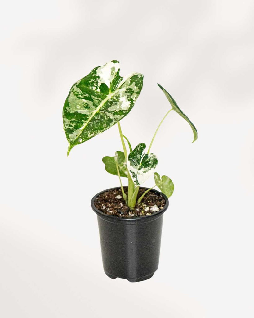 Alocasia Frydek Variegated 3.5" Pot - Small