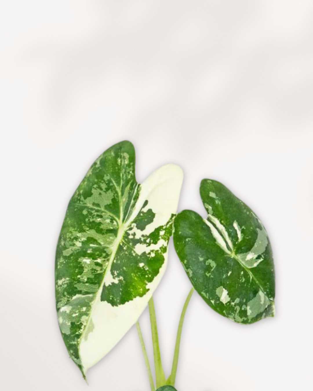 Close-up of Alocasia Frydek Variegated's patterned leaves