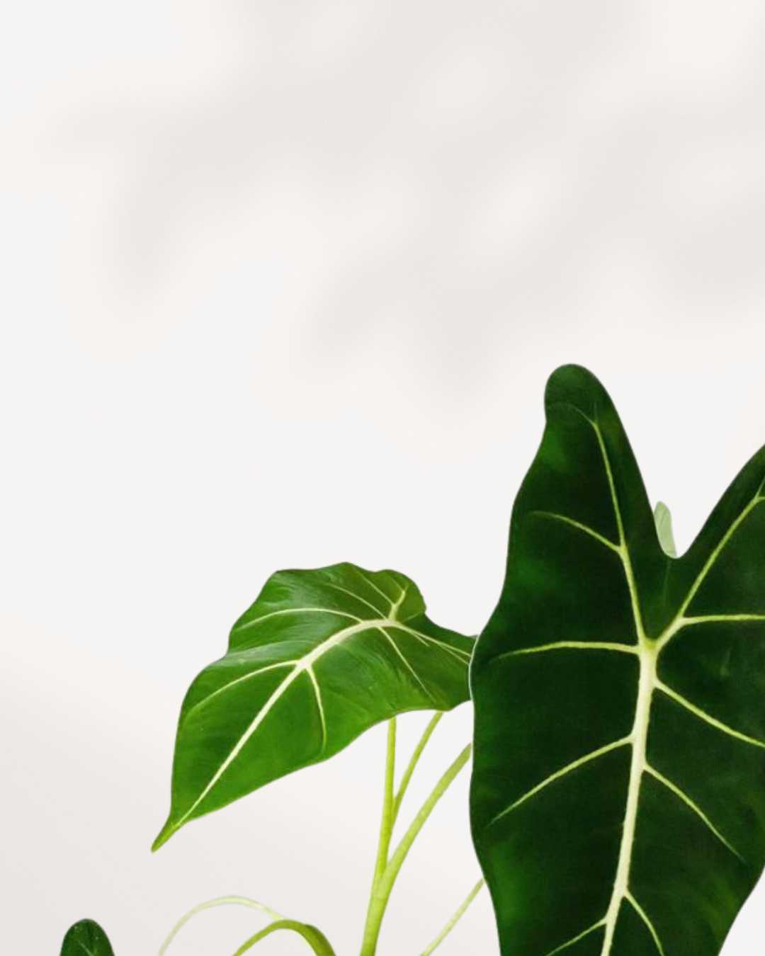 Close-up of Alocasia Frydek's velvety leaves