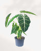 Alocasia Frydek - Alocasia Micholitziana 4.5" Pot - Medium