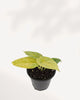 Alocasia Golden Dragon plant in a small pot