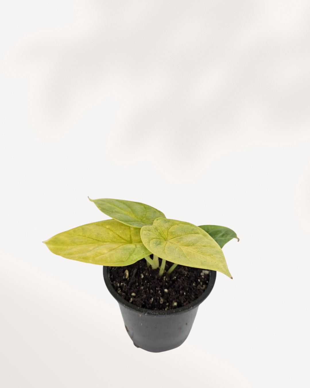 Alocasia Golden Dragon plant in a small pot
