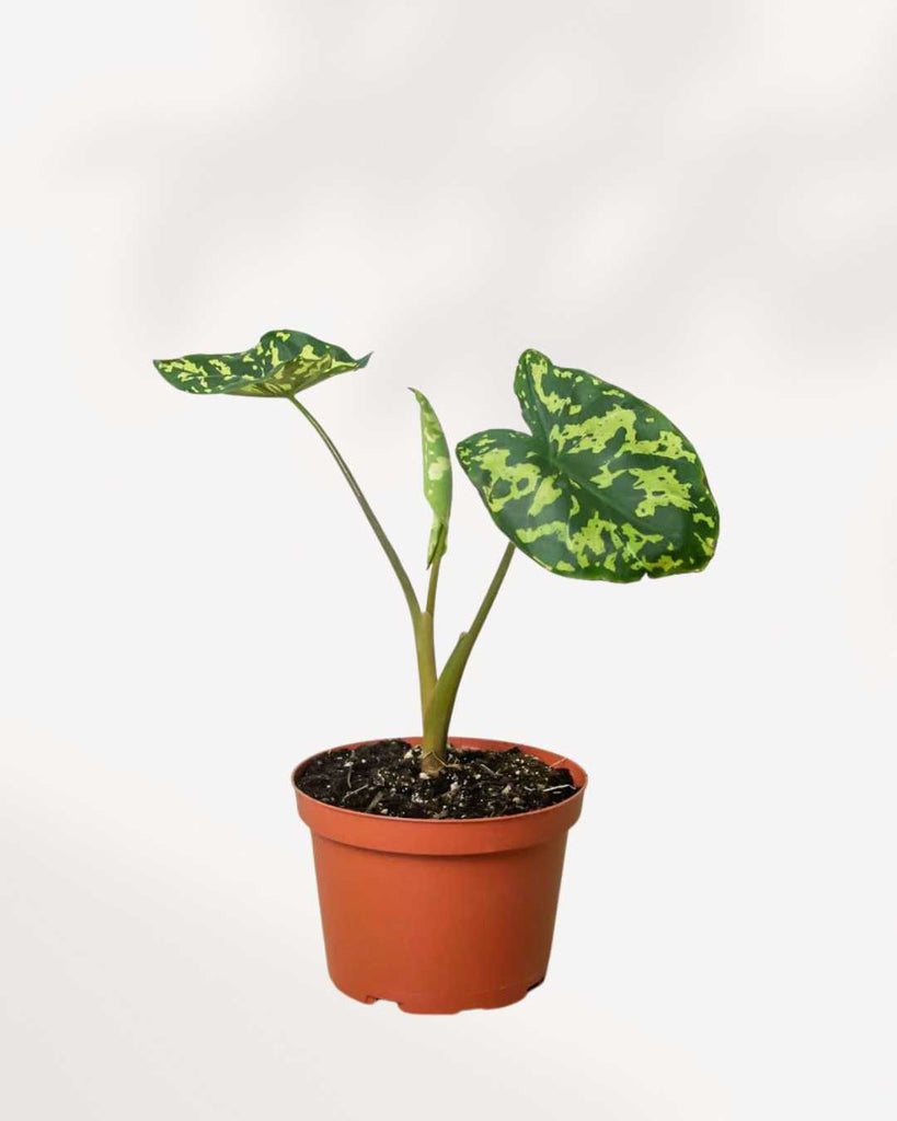 Alocasia Hilo Beauty 6" Pot - Medium