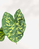 Alocasia Hilo Beauty plant in a pot