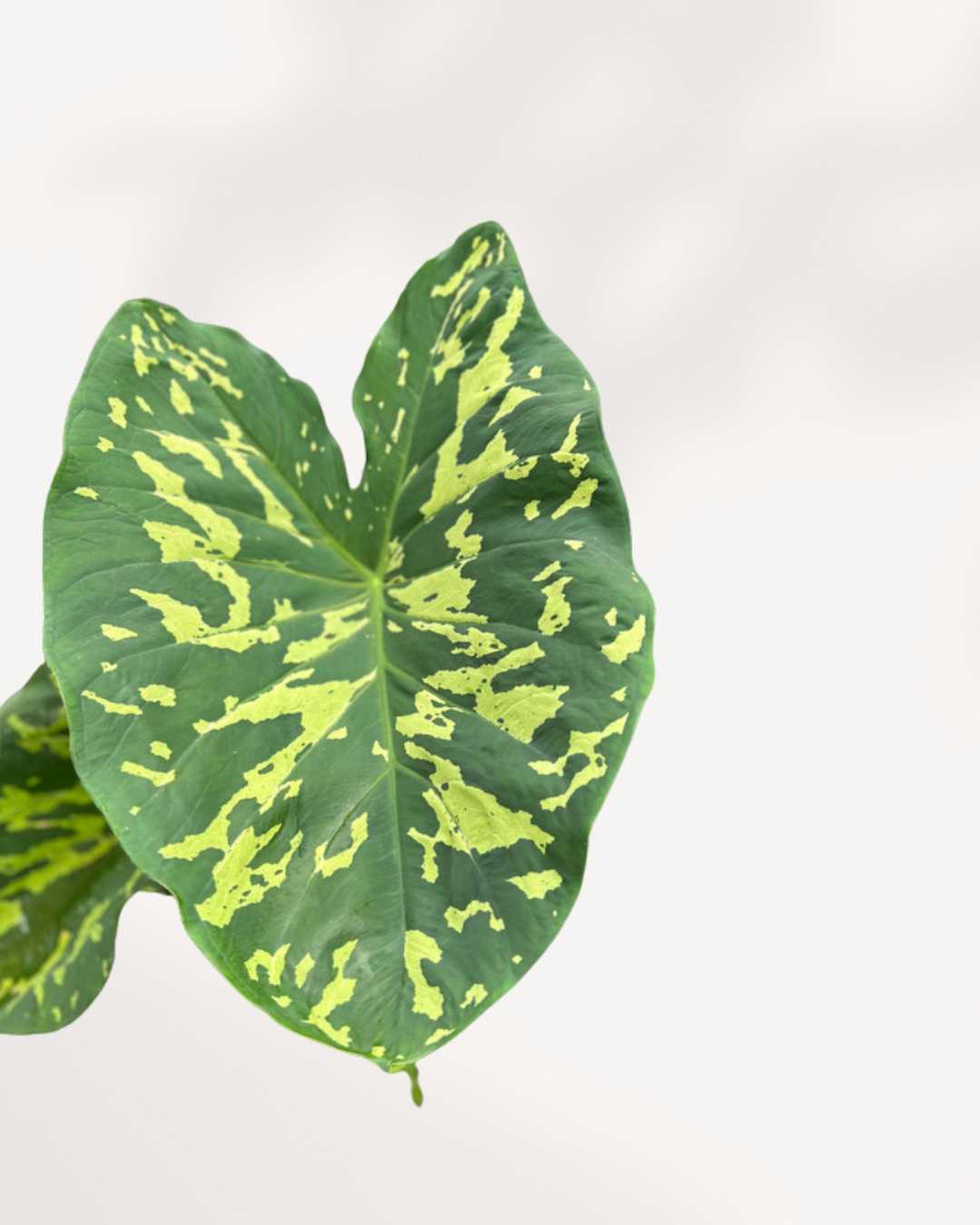 Alocasia Hilo Beauty plant in a pot