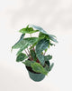 Alocasia Ivory Coast plant in a medium pot