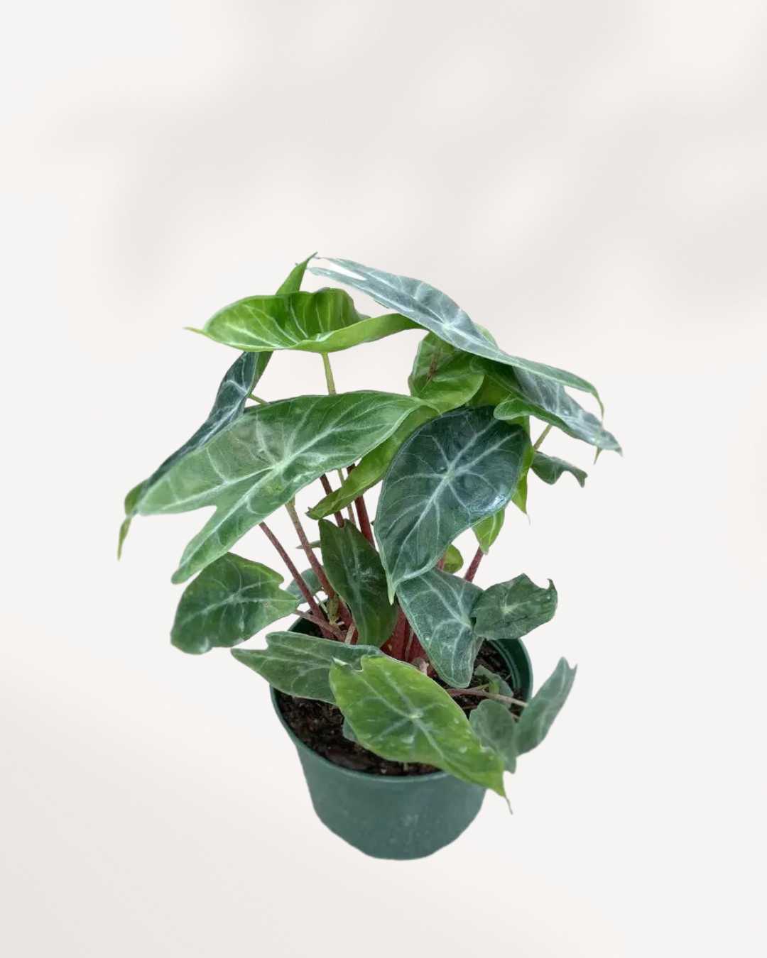 Alocasia Ivory Coast plant in a medium pot