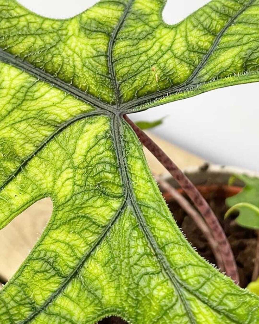 Close-up of Alocasia Jacklyn's veined leaves