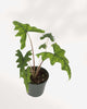 Alocasia Jacklyn 6" Pot - Medium