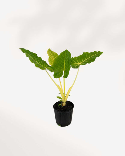 Alocasia Lutea 6" Pot - Medium