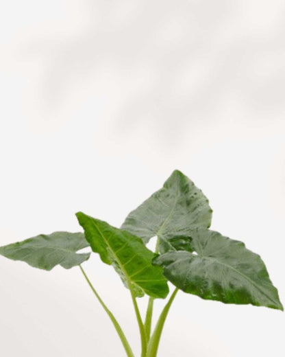 Close-up of Alocasia Lutea's golden stems