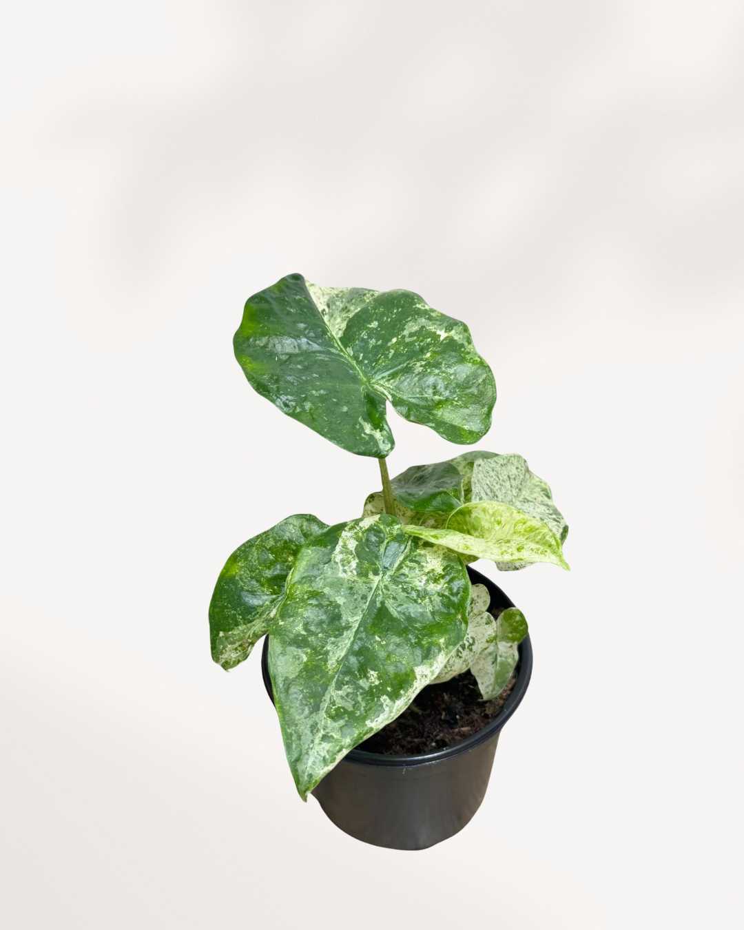 Alocasia Macrorrhiza Camouflage Variegata 4" Pot Medium