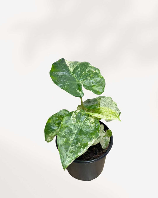 Alocasia Macrorrhiza Camouflage Variegata 4" Pot Medium