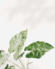 Close-up of Alocasia Macrorrhiza Camouflage Variegata's patterned leaves