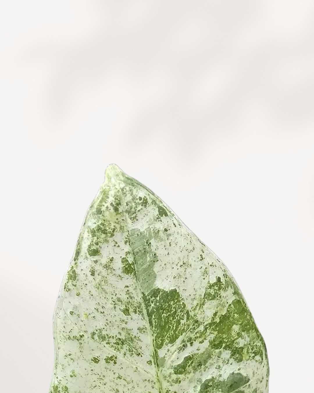Alocasia Macrorrhiza Camouflage plant in a pot