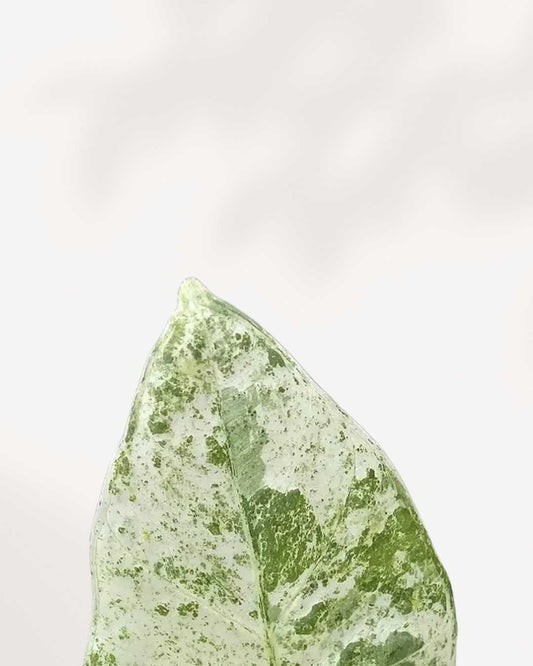 Alocasia Macrorrhiza Camouflage 4" Pot Medium