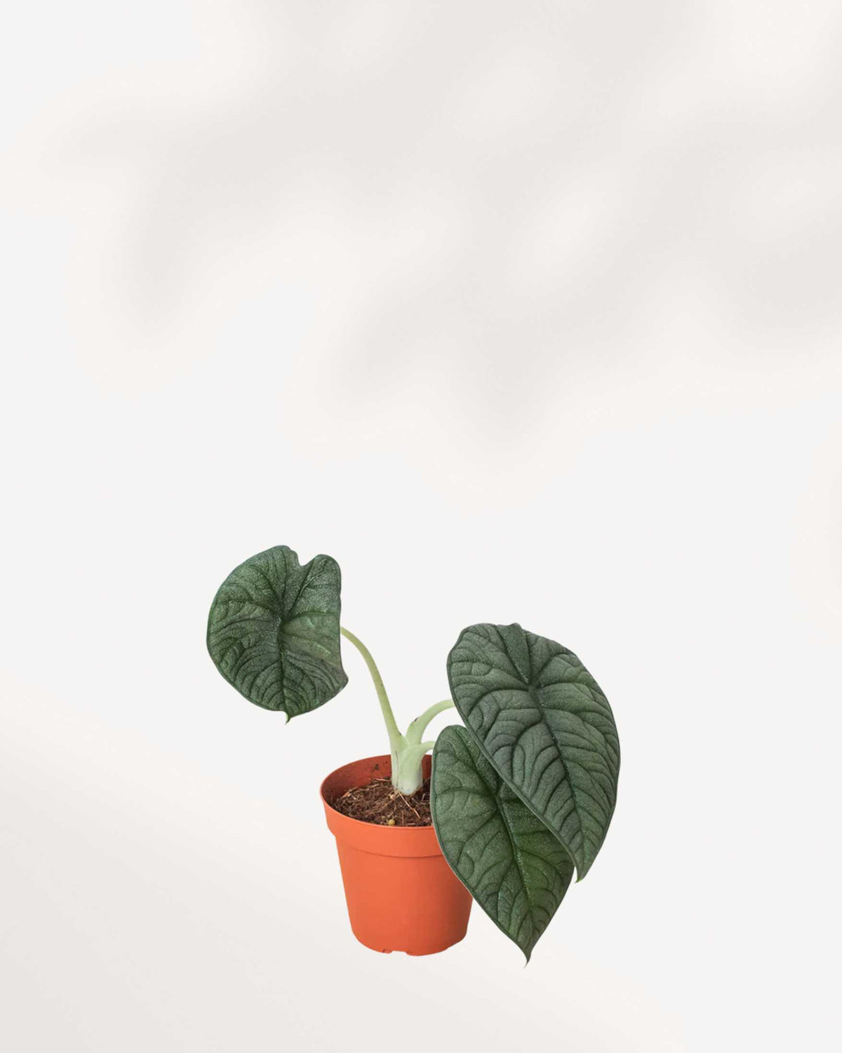 Alocasia Melo in an extra small pot