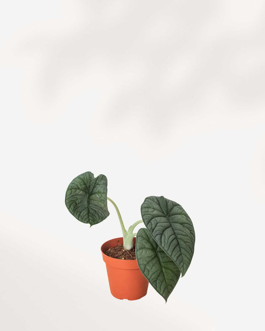 Alocasia Melo in an extra small pot