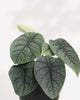 Alocasia Melo