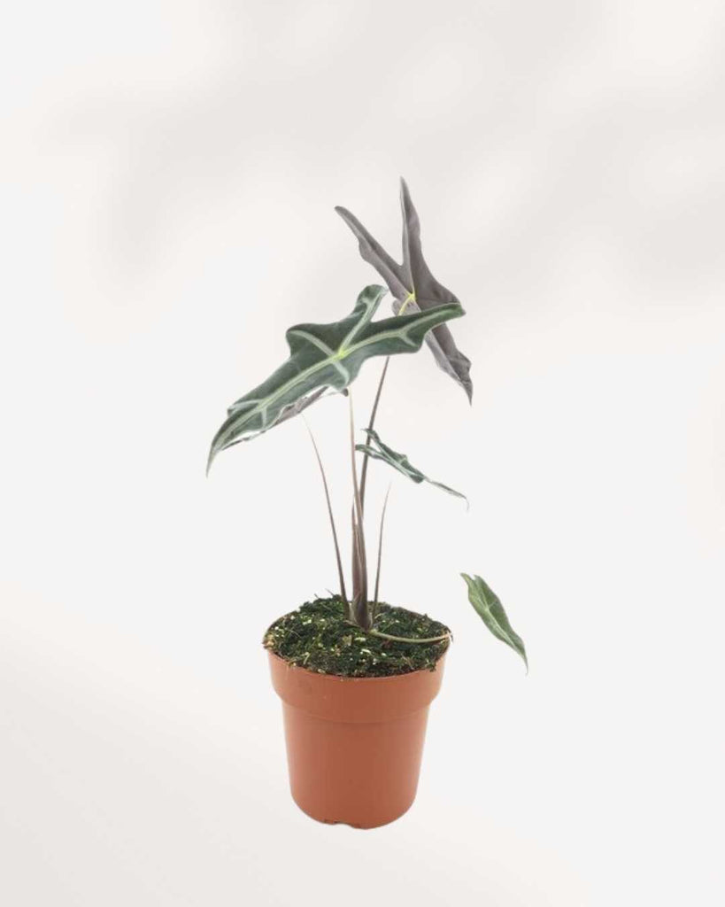 Alocasia Nobilis 3.5" Pot - XSmall