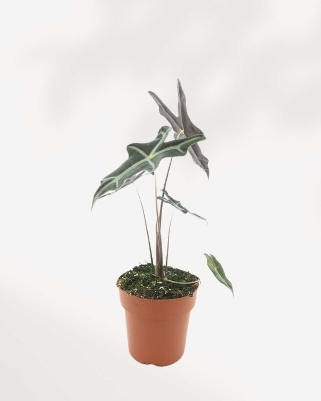 Alocasia Nobilis 3.5" Pot - XSmall