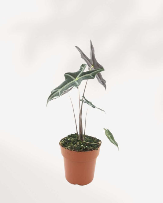 Alocasia Nobilis 3.5" Pot - XSmall