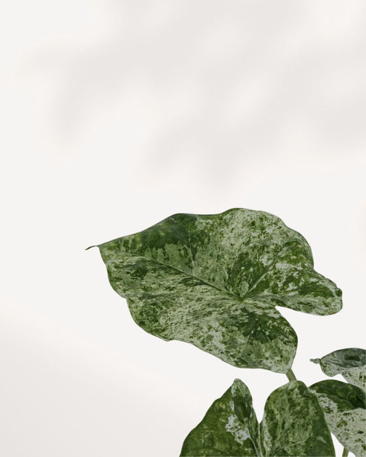 Alocasia Odora Variegated top front view showing large green and cream variegated leaves in a nursery pot