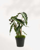 Alocasia Polly - Alocasia Amazonica 4" Pot - Small