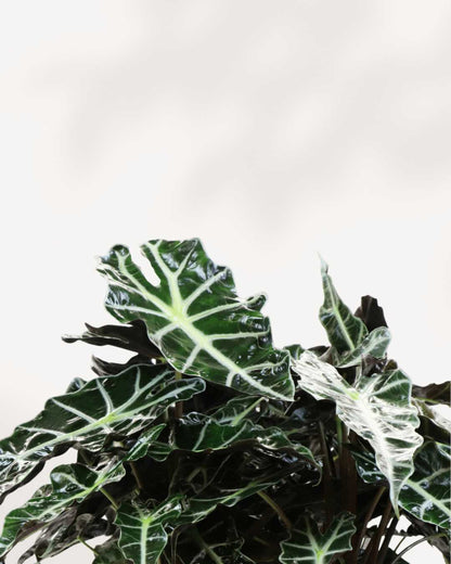 Close-up of Alocasia Polly's arrow-shaped leaves with white veining