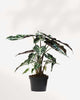 Alocasia Polly - Alocasia Amazonica 6" Pot - Medium