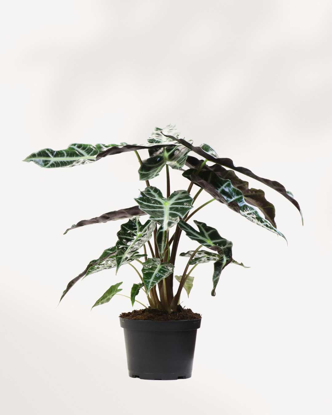 Alocasia Polly - Alocasia Amazonica 6" Pot - Medium