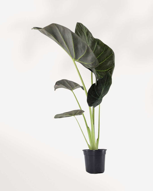 Alocasia Regal Shield plant in a medium pot
