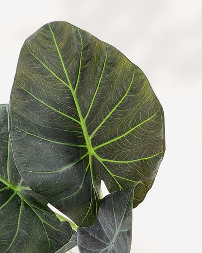 Close-up of Alocasia Regal Shield's shield-shaped leaves