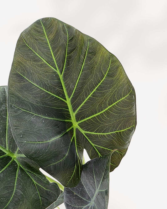 Alocasia Regal Shield plant in a medium pot