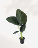 Alocasia Regal Shield plant in a pot