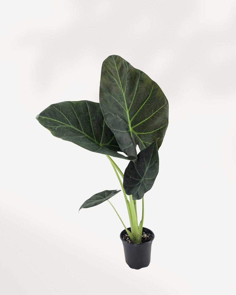 Alocasia Regal Shield plant in a pot