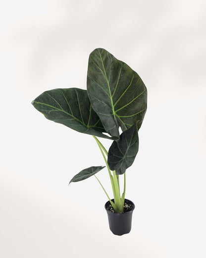 Alocasia Regal Shield plant in a pot