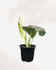 Alocasia Silver Dragon 4" Pot - Small