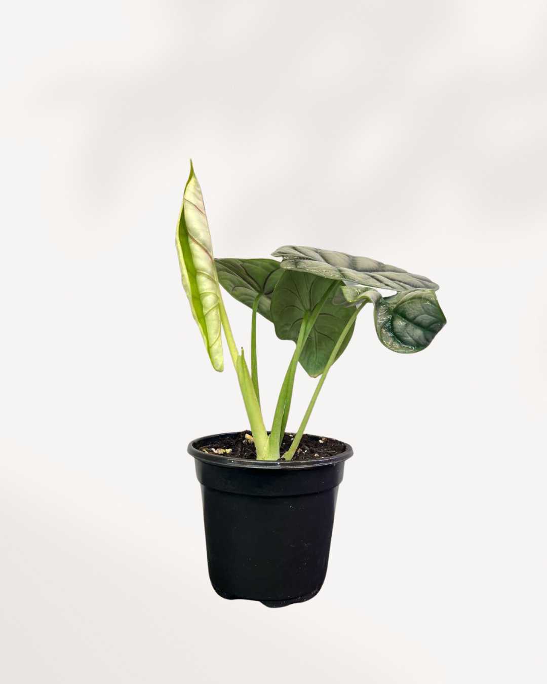 Alocasia Silver Dragon 4" Pot - Small