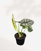 Alocasia Silver Dragon full plant view showing metallic sheen