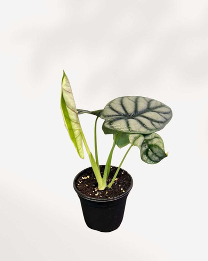 Alocasia Silver Dragon full plant view showing metallic sheen