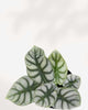 Close-up of Alocasia Silver Dragon's silvery arrow-shaped leaves