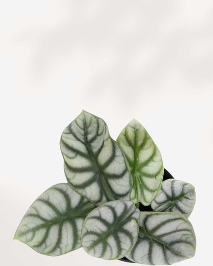 Close-up of Alocasia Silver Dragon's silvery arrow-shaped leaves