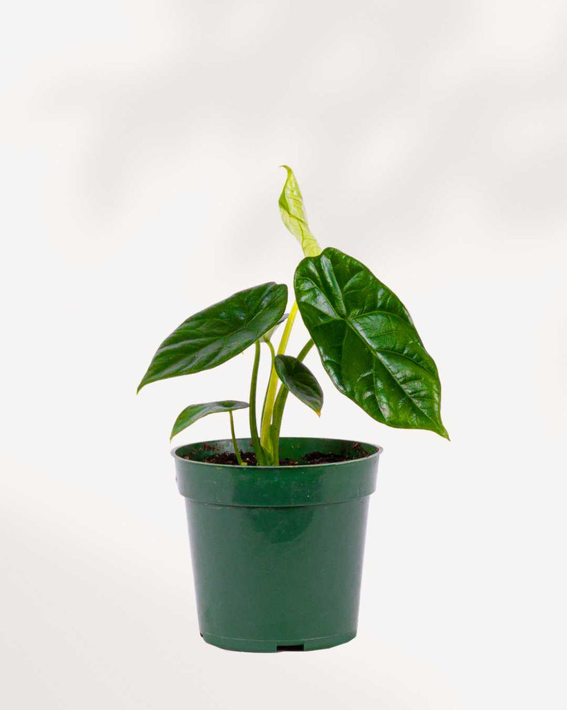 Alocasia Sinuata Quilted Dream 4" Pot - Small
