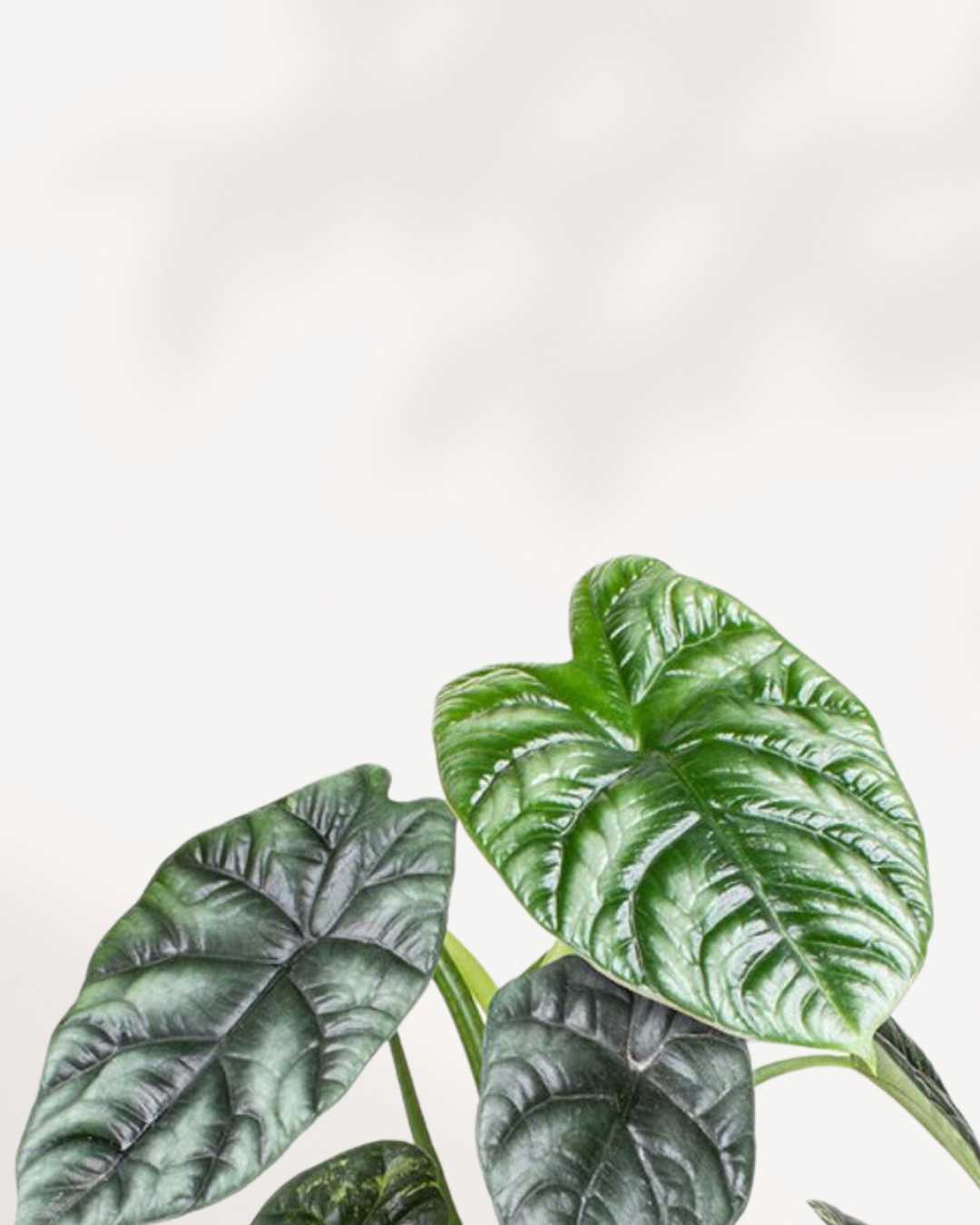 Alocasia Sinuata Quilted Dream plant in a pot