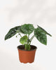 Alocasia Sinuata Quilted Dream 6" Pot - Medium