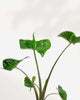 Close-up of Alocasia Stingray's elongated leaves